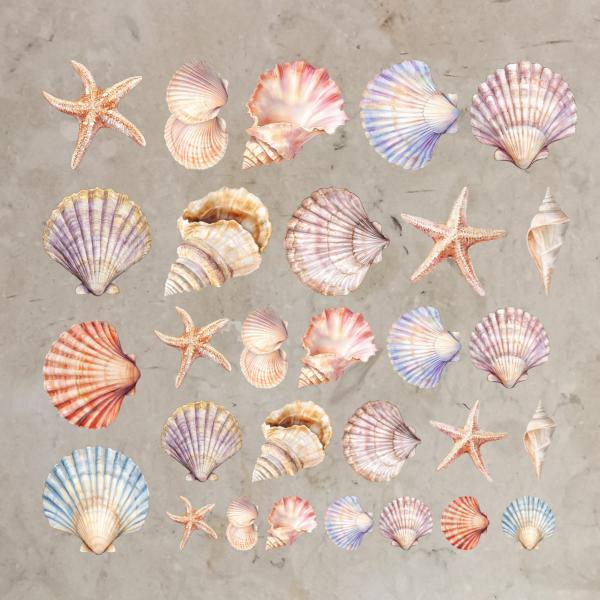 Bügelbild-Bundle Muscheln