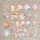 Bügelbild-Bundle Muscheln